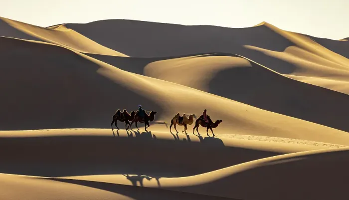 Framed Print : Camel herders and their camels in the Khongor Dunes, Gobi Desert, Mongolia, Asia Framed Print : Camel herders and their camels in the Khongor Dunes, Gobi Desert, Mongolia, Asia
