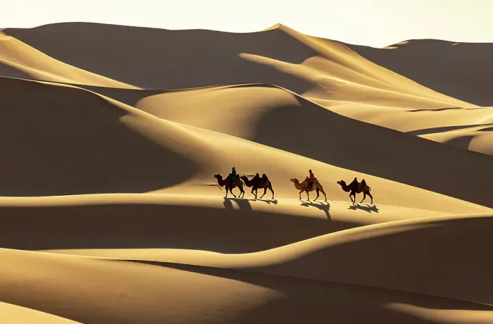 Framed Print : Camel herders and their camels in the Khongor Dunes, Gobi Desert, Mongolia, Asia Framed Print : Camel herders and their camels in the Khongor Dunes, Gobi Desert, Mongolia, Asia