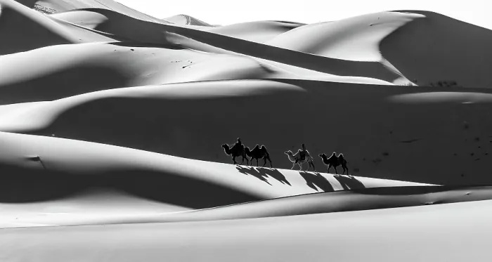 Framed Print : Camel herders and camels in the Khongor Dunes, Gobi Desert, Mongolia, Asia Framed Print : Camel herders and camels in the Khongor Dunes, Gobi Desert, Mongolia, Asia