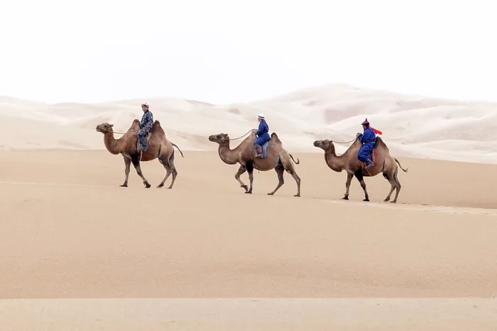 Framed Print : Three camel herders riding their camels in the Khongor Dunes, Gobi Desert, Mongolia, Asia Framed Print : Three camel herders riding their camels in the Khongor Dunes, Gobi Desert, Mongolia, Asia