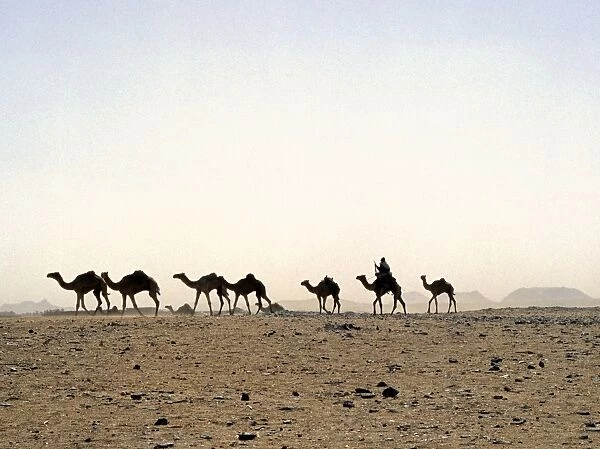 A camel rider drives his camels through a sandstorm