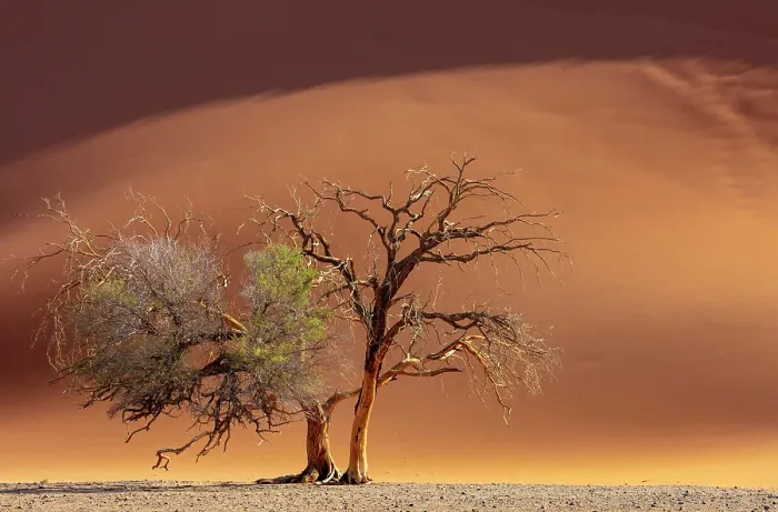 Framed Print : Camel thorn tree and golden sand dune, Sossusvlei, Namib-Naukluft National Park, Namib Desert, Namibia Framed Print : Camel thorn tree and golden sand dune, Sossusvlei, Namib-Naukluft National Park, Namib Desert, Namibia