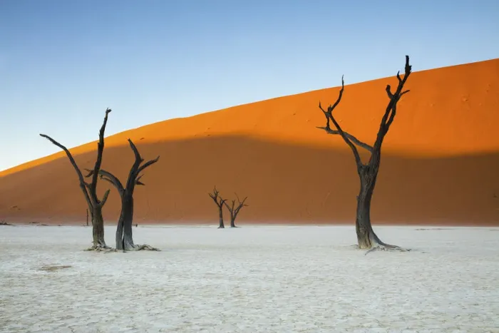 Framed Print : Camel thorn trees and dunes at Deadvlei, Sossusvlei, Namibia Framed Print : Camel thorn trees and dunes at Deadvlei, Sossusvlei, Namibia