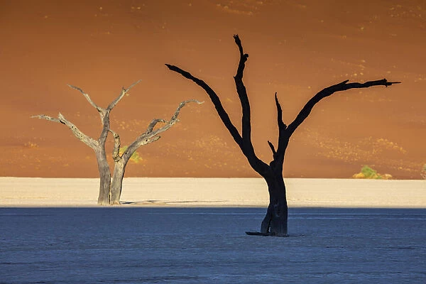 Camel thorn trees and dunes at Deadvlei, Sossusvlei, Namibia