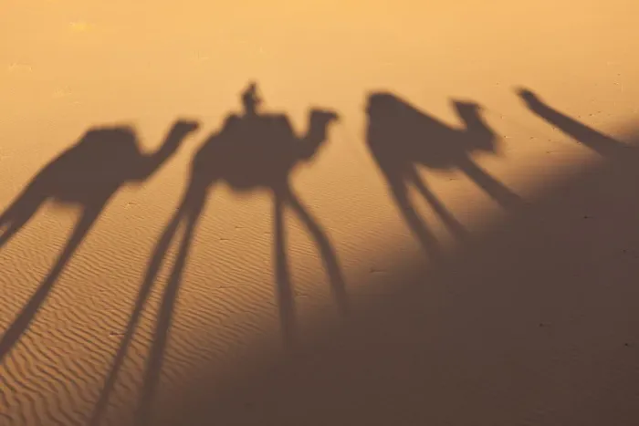 Framed Print : Camel train shadows, Erg Chebbi, Sahara Desert, Morocco Framed Print : Camel train shadows, Erg Chebbi, Sahara Desert, Morocco