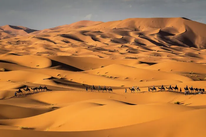 Framed Print : Camel trains on the Erg Chebbi dunes in the Sahara Desert, Merzouga, Morocco Framed Print : Camel trains on the Erg Chebbi dunes in the Sahara Desert, Merzouga, Morocco