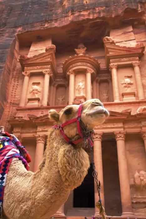 Framed Print : Camel In Front Of The Treasury, Petra, Jordan, Middle East