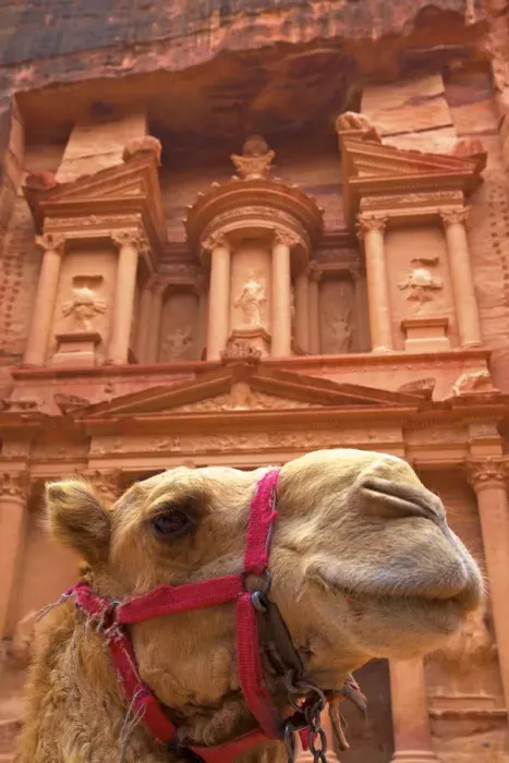 Framed Print : Camel In Front Of The Treasury, Petra, Jordan, Middle East Framed Print : Camel In Front Of The Treasury, Petra, Jordan, Middle East