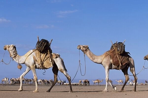 Camels belonging to the Gabbra are loaded with water