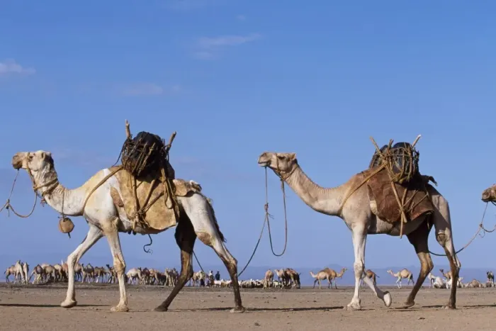 Framed Print : Camels belonging to the Gabbra are loaded with water Framed Print : Camels belonging to the Gabbra are loaded with water