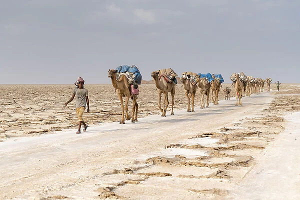 Camels caravan carrying salt extracted from Dallol salt mines, Danakil Depression
