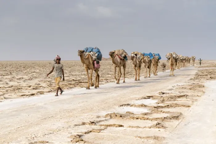 Framed Print : Camels caravan carrying salt extracted from Dallol salt mines, Danakil Depression Framed Print : Camels caravan carrying salt extracted from Dallol salt mines, Danakil Depression