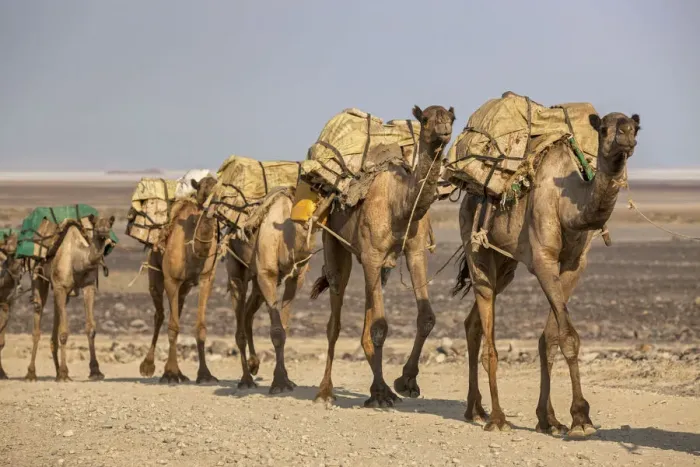 Framed Print : Camels carrying salt (halite) slabs over Lake Assale, Danakil depression, Afar region