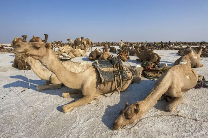 Framed Print : Camels carrying salt (halite) slabs over Lake Assale, Danakil depression, Afar region Framed Print : Camels carrying salt (halite) slabs over Lake Assale, Danakil depression, Afar region