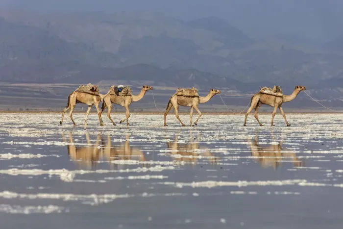 Framed Print : Camels carrying salt (halite) slabs over Lake Assale, Danakil depression, Afar region Framed Print : Camels carrying salt (halite) slabs over Lake Assale, Danakil depression, Afar region
