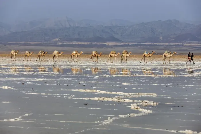 Framed Print : Camels carrying salt (halite) slabs over Lake Assale, Danakil depression, Afar region Framed Print : Camels carrying salt (halite) slabs over Lake Assale, Danakil depression, Afar region