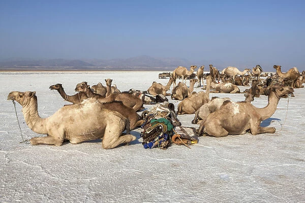 Camels carrying salt (halite) slabs over Lake Assale, Danakil depression, Afar region