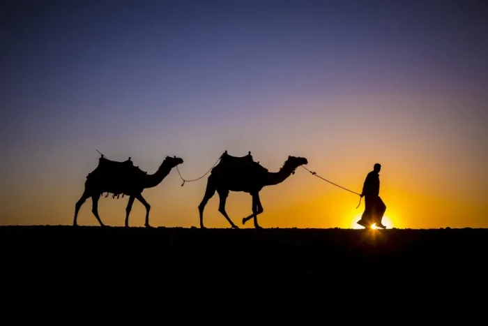 Framed Print : Camels in the desert near Giza, Cairo, Egypt Framed Print : Camels in the desert near Giza, Cairo, Egypt