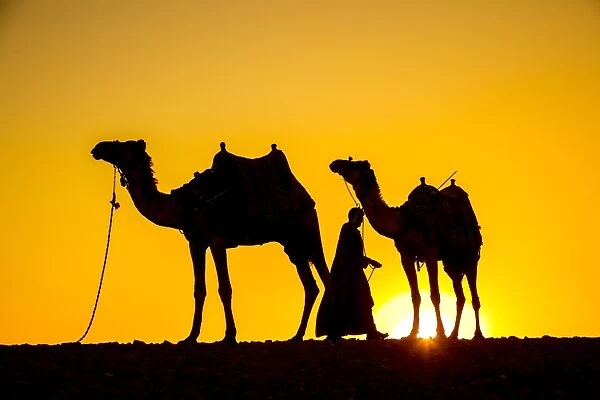 Camels in the desert near Giza, Cairo, Egypt