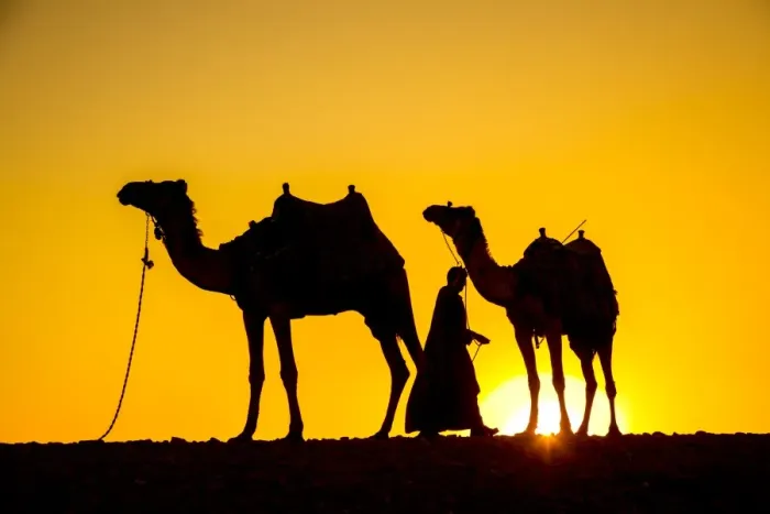 Framed Print : Camels in the desert near Giza, Cairo, Egypt Framed Print : Camels in the desert near Giza, Cairo, Egypt