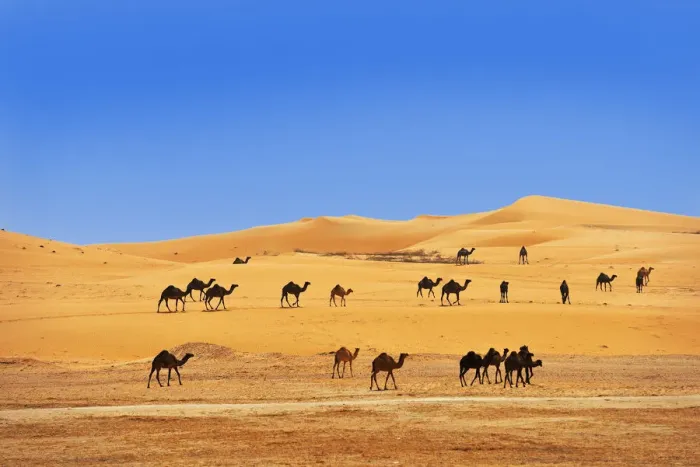 Framed Print : Camels in the desert outside Abu Dhabi, United Arab Emirates, Middle East, Asia Framed Print : Camels in the desert outside Abu Dhabi, United Arab Emirates, Middle East, Asia