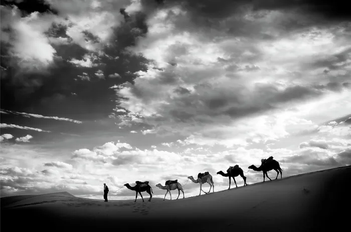 Framed Print : Camels being led across sand dunes, Erg Chebbi, Sahara Deseret, near, Merzouga, Morocco Framed Print : Camels being led across sand dunes, Erg Chebbi, Sahara Deseret, near, Merzouga, Morocco