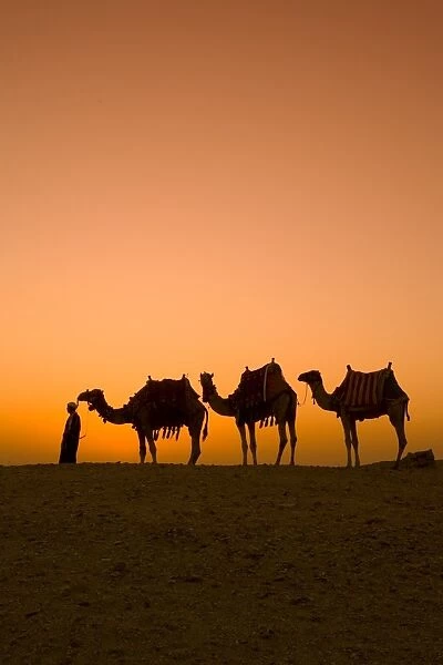 Camels near the Pyramids at Giza