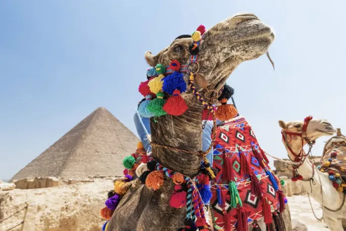 Framed Print : Camels at the Pyramids of Giza, Giza, Cairo, Egypt Framed Print : Camels at the Pyramids of Giza, Giza, Cairo, Egypt