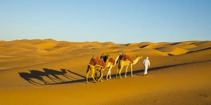 Framed Print : Camels in the Empty Quarter (Rub Al Khali), Abu Dhabi, United Arab Emirates (MR) Framed Print : Camels in the Empty Quarter (Rub Al Khali), Abu Dhabi, United Arab Emirates (MR)
