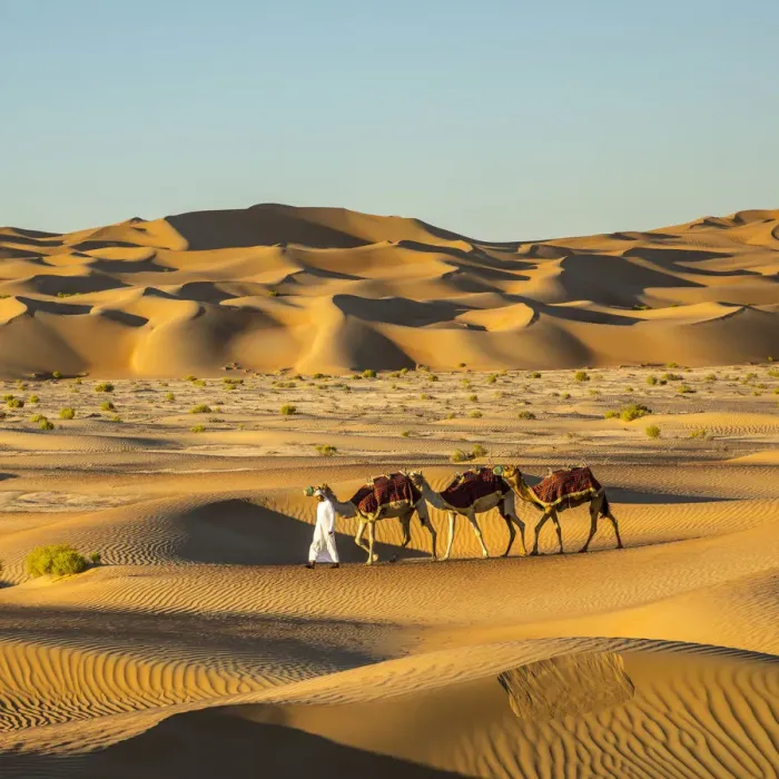Framed Print : Camels in the Empty Quarter (Rub Al Khali), Abu Dhabi, United Arab Emirates (MR) Framed Print : Camels in the Empty Quarter (Rub Al Khali), Abu Dhabi, United Arab Emirates (MR)