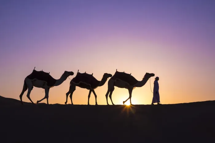 Framed Print : Camels in the Empty Quarter (Rub Al Khali), Abu Dhabi, United Arab Emirates (MR) Framed Print : Camels in the Empty Quarter (Rub Al Khali), Abu Dhabi, United Arab Emirates (MR)