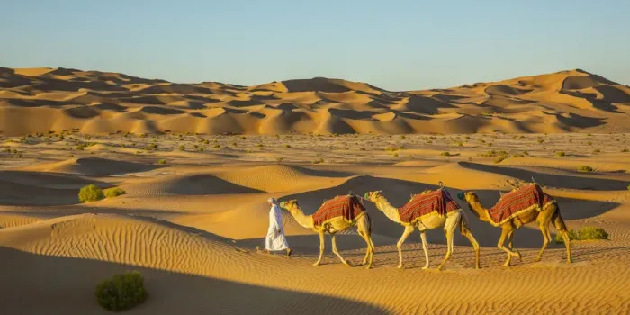 Framed Print : Camels in the Empty Quarter (Rub Al Khali), Abu Dhabi, United Arab Emirates (MR) Framed Print : Camels in the Empty Quarter (Rub Al Khali), Abu Dhabi, United Arab Emirates (MR)