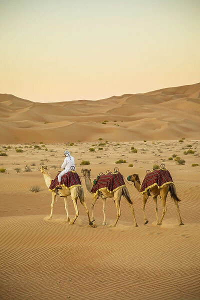 Camels in the Empty Quarter (Rub Al Khali), Abu Dhabi, United Arab Emirates (MR)