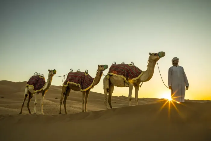 Framed Print : Camels in the Empty Quarter (Rub Al Khali), Abu Dhabi, United Arab Emirates (MR) Framed Print : Camels in the Empty Quarter (Rub Al Khali), Abu Dhabi, United Arab Emirates (MR)