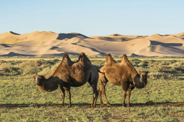 Framed Print : Two camels and sand dunes of Gobi desert in the background. Sevrei district, South Gobi province Framed Print : Two camels and sand dunes of Gobi desert in the background. Sevrei district, South Gobi province