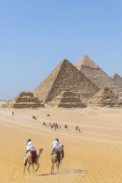 Camels train at the Pyramids of Giza, Giza, Cairo, Egypt