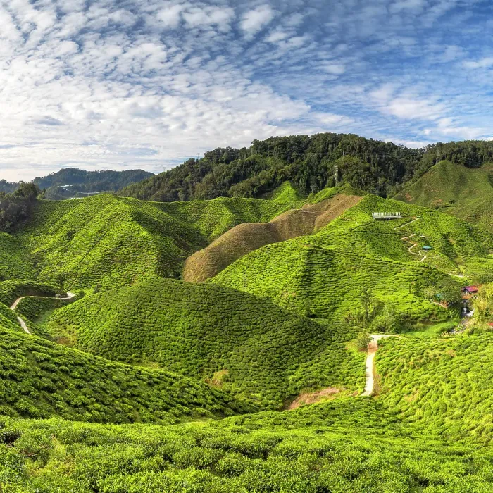 Framed Print : Cameron Valley tea plantation, Cameron Highlands, Pahang, Malaysia Framed Print : Cameron Valley tea plantation, Cameron Highlands, Pahang, Malaysia