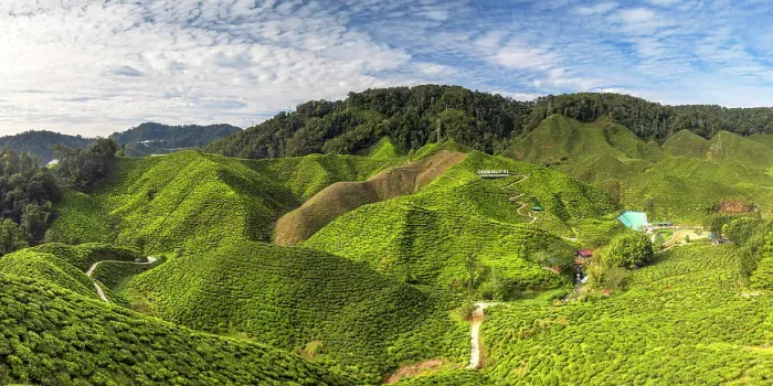Framed Print : Cameron Valley tea plantation, Cameron Highlands, Pahang, Malaysia Framed Print : Cameron Valley tea plantation, Cameron Highlands, Pahang, Malaysia