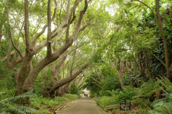 Framed Print : Camphor trees, Kirstenbosch Botanical Gardens, Cape Town, Western Cape, South Africa Framed Print : Camphor trees, Kirstenbosch Botanical Gardens, Cape Town, Western Cape, South Africa