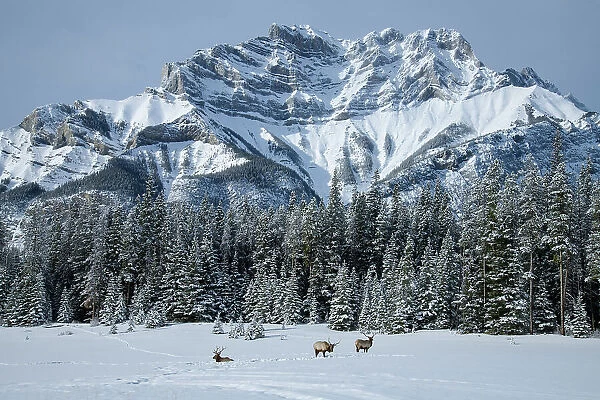 Canada, Alberta, Banff National Park, Mount Astley and Wapiti Elk