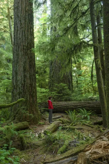 Framed Print : Canada, British Columbia Vancouver Island, Port Alberni, Cathedral Grove, Provincal Park Framed Print : Canada, British Columbia Vancouver Island, Port Alberni, Cathedral Grove, Provincal Park