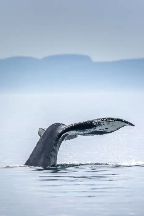 Framed Print : Canada, British Columbia, Victoria. Humpback whale tail Framed Print : Canada, British Columbia, Victoria. Humpback whale tail