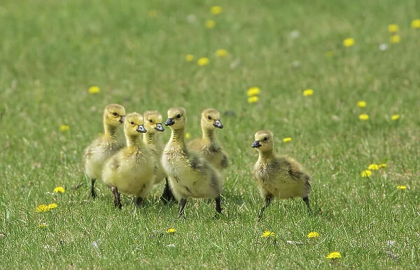 Canada geese (Branta canadensis) chicks in urban park, Winnipeg, Manitoba, Canada Winnipeg, Manitoba, Canada
