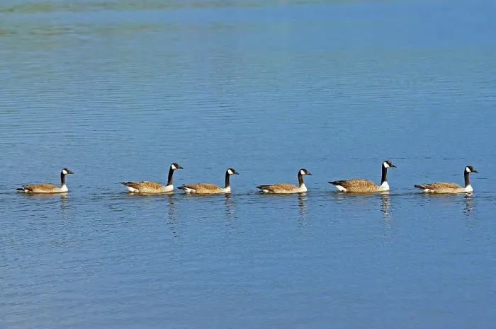 Framed Print : Canada geese (Branta canadensis) on the English River Ear Falls, Ontario, Canada Framed Print : Canada geese (Branta canadensis) on the English River Ear Falls, Ontario, Canada