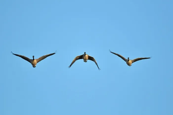 Framed Print : Three Canada geese in flight Oak Hammock Marsh, Manitoba, Canada Framed Print : Three Canada geese in flight Oak Hammock Marsh, Manitoba, Canada