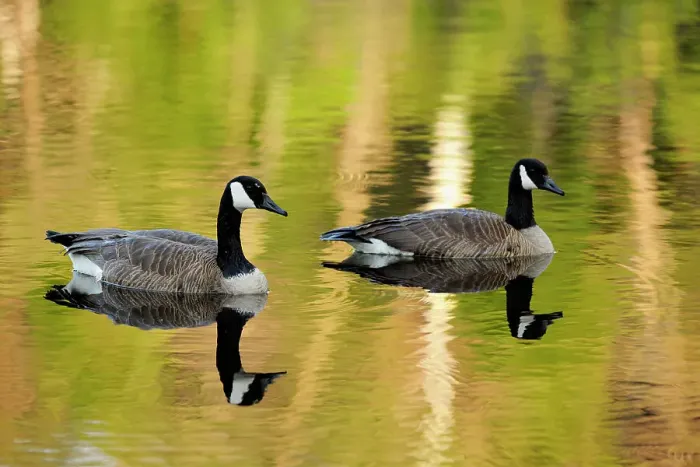 Framed Print : Canada goose (Branta Canadensis) Loafing in beaverpond, Greater Sudbury, Ontario, Canada Framed Print : Canada goose (Branta Canadensis) Loafing in beaverpond, Greater Sudbury, Ontario, Canada