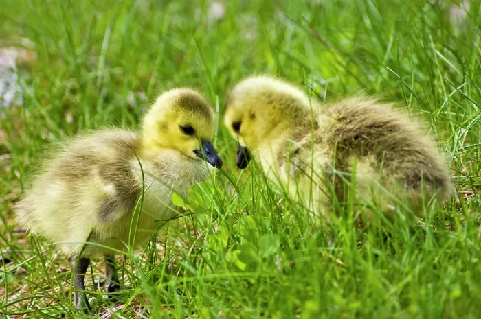 Framed Print : Canada goose (Branta canadensis) Newborn goslings feeding in grasses along shore of beaver pond, Sudbury, Ontario, Canada Framed Print : Canada goose (Branta canadensis) Newborn goslings feeding in grasses along shore of beaver pond, Sudbury, Ontario, Canada