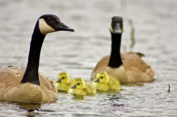 Framed Print : Canada goose (Branta canadensis) Newborn goslings swimming with parent, Sudbury, Ontario, Canada