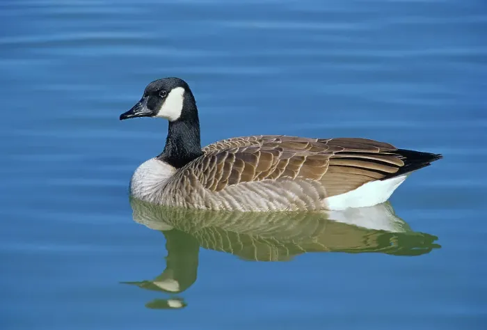 Framed Print : Canada goose (Branta canadensis) in pond. Winnipeg, Manitoba, Canada Framed Print : Canada goose (Branta canadensis) in pond. Winnipeg, Manitoba, Canada