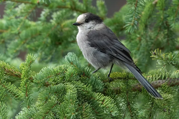 Framed Print : Canada jay (Perisoreus canadensis), also known as gray jay and whisky jack, Melita, Manitoba, Canada Framed Print : Canada jay (Perisoreus canadensis), also known as gray jay and whisky jack, Melita, Manitoba, Canada
